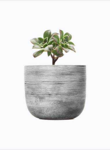 Cement Vase Pot